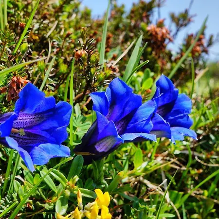 Bauernhof Krahlehen - B&B - Apartments *